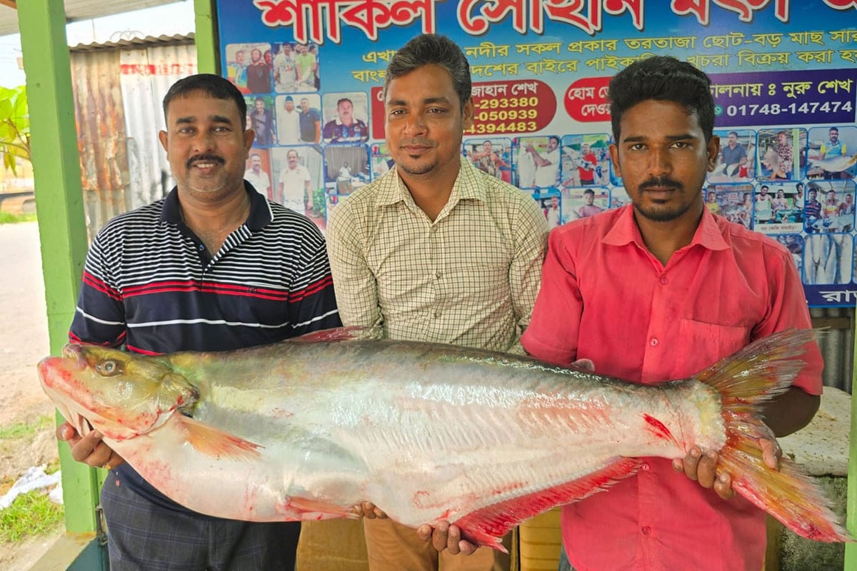 ১১ কেজি মাছের দাম ৪৬ হাজার