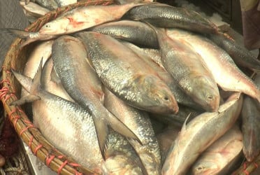 ইলিশ ধরায় ২২ দিনের নিষেধাজ্ঞা