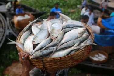 ইলিশ ধরা ও বিক্রি ২২ দিন নিষিদ্ধ