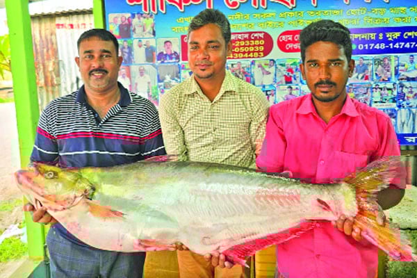 পদ্মায় ধরা পড়ল ১১ কেজির ঢাঁই মাছ, ৪৬ হাজারে বিক্রি