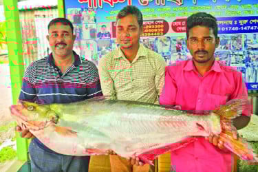 পদ্মায় ধরা পড়ল ১১ কেজির ঢাঁই মাছ, ৪৬ হাজারে বিক্রি