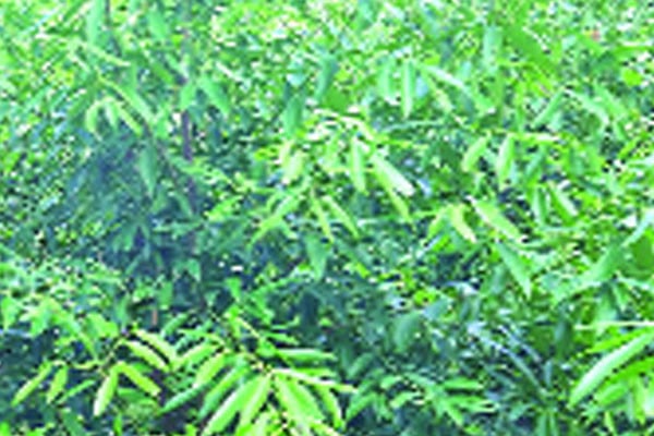 কাউনিয়ার তেজপাতা যাচ্ছে ২১ দেশে