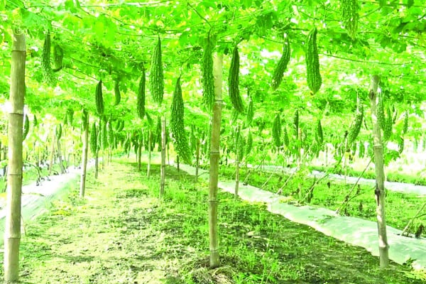 তিতা করলায় কৃষকের মিষ্টি হাসি