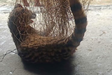 জালে আটকা গন্ধগোকুল উদ্ধার, পরে অবমুক্ত
