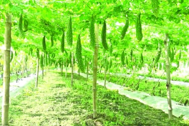 তিতা করলায় কৃষকের মিষ্টি হাসি