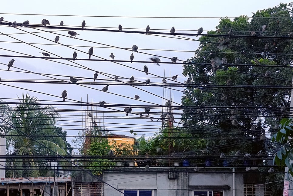 দিনাজপুর বাসস্ট্যান্ড এলাকা চড়ুই পাখির অভয়ারণ্য