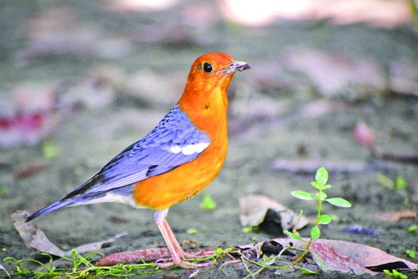 শান্তিপ্রিয় কমলা দামা