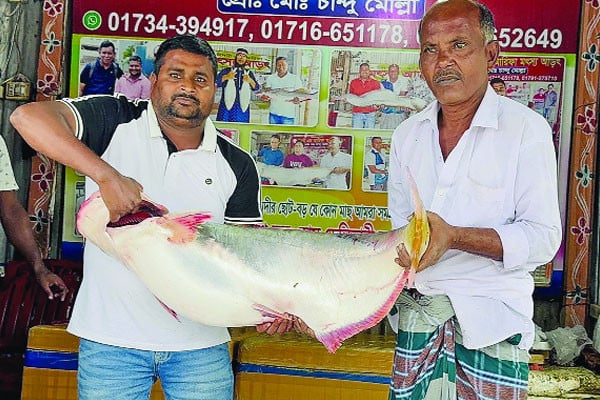 পদ্মার এক পাঙাশের দাম ৩৫ হাজার টাকা