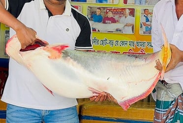 পদ্মার এক পাঙ্গাসের দাম ৩৫ হাজার