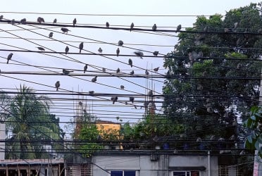 দিনাজপুর বাসস্ট্যান্ড এলাকা চড়ুই পাখির অভয়ারণ্য