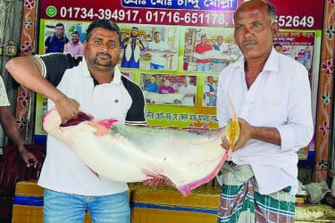 পদ্মার এক পাঙাশের দাম ৩৫ হাজার টাকা