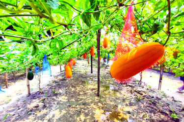দিনাজপুরে মার্সেলো তরমুজ চাষে সফল চাষিরা