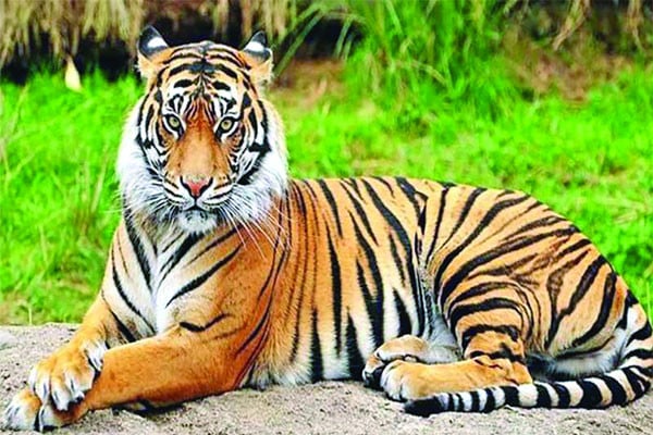 বিশ্ব প্রাণী দিবস আজ
