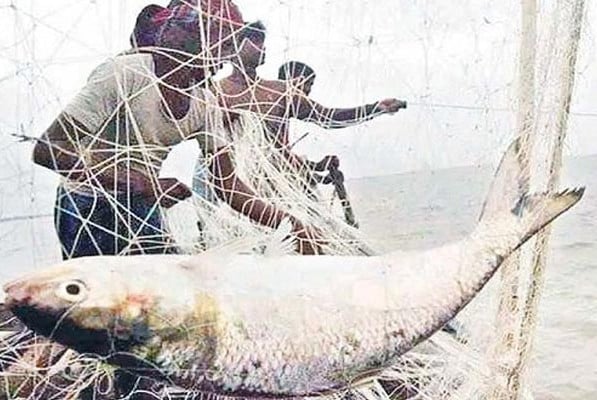 ইলিশ শিকার ও বিক্রিতে ২২ দিনের নিষেধাজ্ঞা শুরু