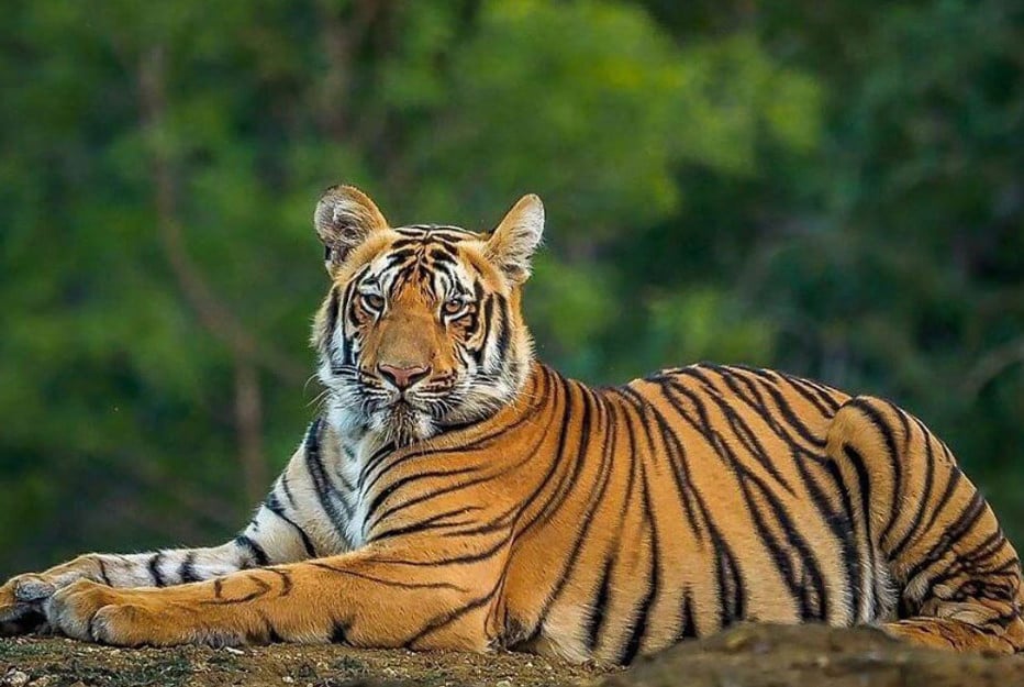 প্রাণীরা ভালো থাকলে ভালো থাকে পৃথিবী