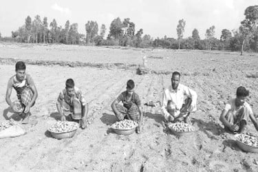 আগাম জাতের আলু আবাদে ব্যস্ত কৃষক