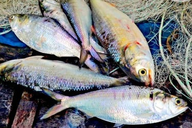 মা ইলিশ রক্ষায় ২২ দিনের নিষেধাজ্ঞা শুরু
