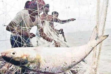 ইলিশ শিকার ও বিক্রিতে ২২ দিনের নিষেধাজ্ঞা শুরু