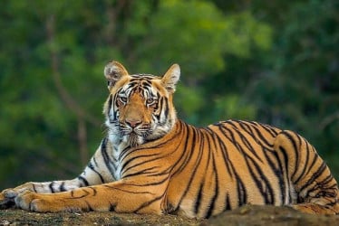 প্রাণীরা ভালো থাকলে ভালো থাকে পৃথিবী