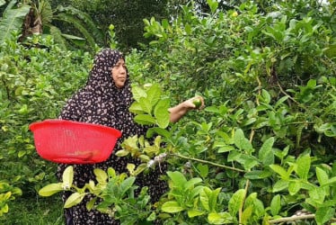 গ্রামে গ্রামে লেবুর বাগানে সমৃদ্ধির সুবাস