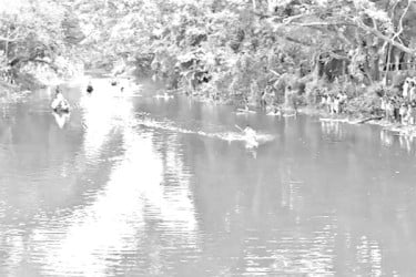 আড়িয়াল খাঁয় ভেলাবাইচ