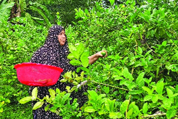 লেবু চাষে অনুপ্রেরণা