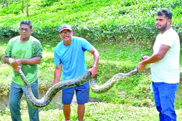 শ্রীমঙ্গলে ১২ ফুট লম্বা অজগর উদ্ধার