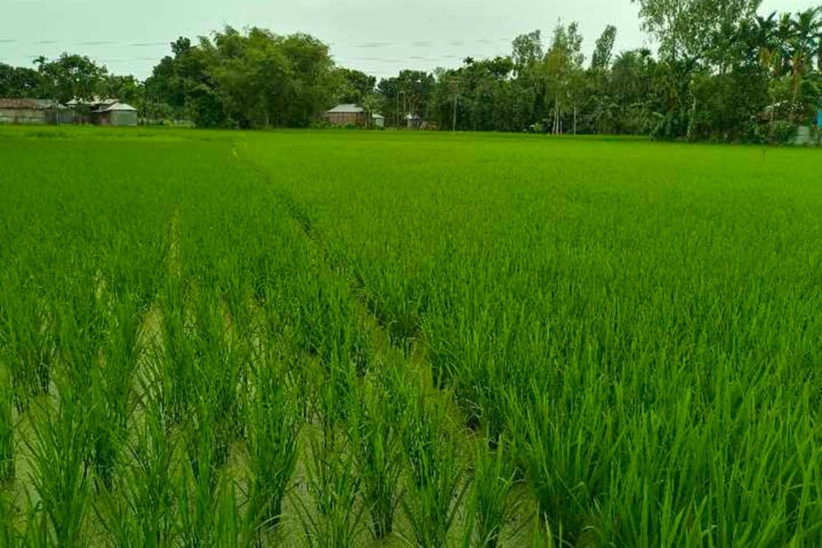 রংপুরে ১০ বছরে আমনের আবাদ বেড়েছে ৩৭ হাজার হেক্টর জমিতে