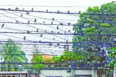 চড়ুই পাখির রাজ্য