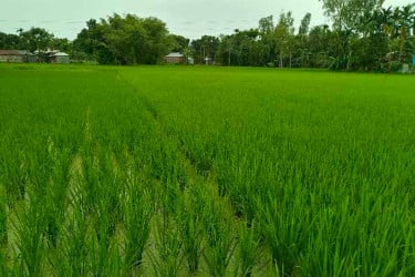 রংপুরে ১০ বছরে আমনের আবাদ বেড়েছে ৩৭ হাজার হেক্টর জমিতে