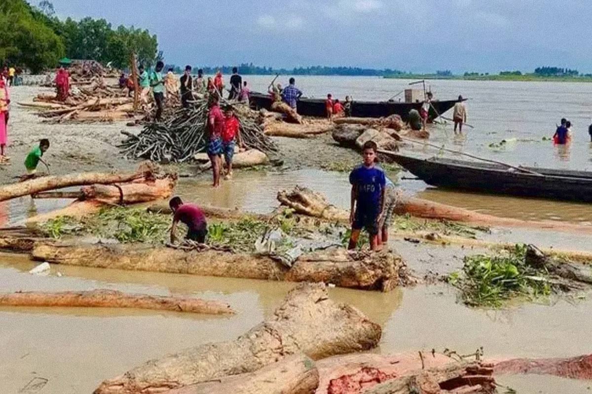কুড়িগ্রামে ‘লাল চন্দন’ ভেবে বিক্রি হচ্ছে নদীতে ভেসে আসা গাছের গুঁড়ি