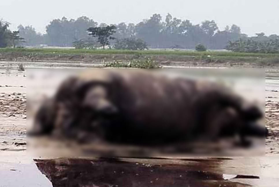 নদের স্রোতে ভেসে এলে মৃত গন্ডার, হাড়গোড় যাবে জাদুঘরে
