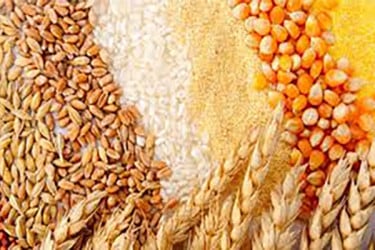 গম চাল ও সার কিনবে সরকার