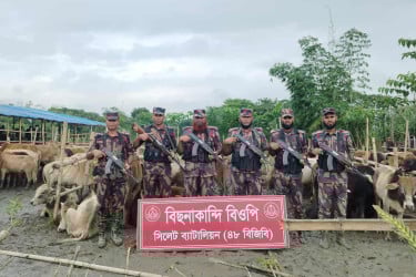২৩৭টি ভারতীয় গরু ও ৪২টি মহিষ আটক করেছে বিজিবির সিলেট ব্যাটালিয়ন