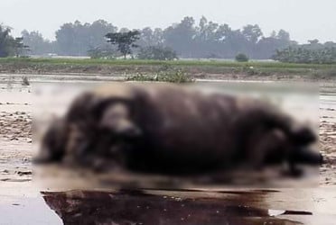 নদের স্রোতে ভেসে এলে মৃত গন্ডার, হাড়গোড় যাবে জাদুঘরে