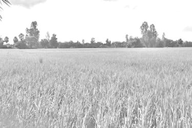 ধানের গোড়ায় পচন রোগ