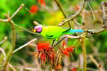 হারিয়ে যাচ্ছে ফুলমাথা টিয়া