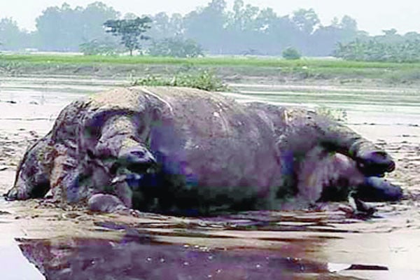 বন্যার পানিতে ভেসে আসে মৃত গন্ডার