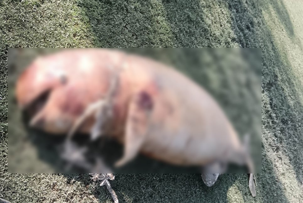 সীতাকুণ্ড সমুদ্র সৈকতে ভেসে এলো মৃত ডলফিন