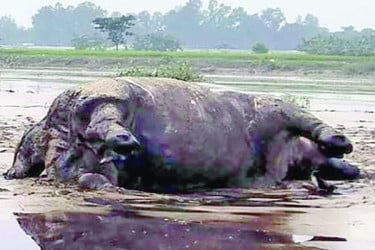 বন্যার পানিতে ভেসে আসে মৃত গন্ডার