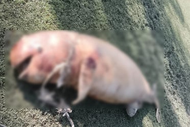 সীতাকুণ্ড সমুদ্র সৈকতে ভেসে এলো মৃত ডলফিন