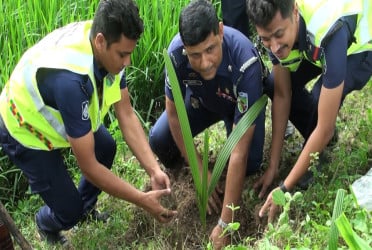 ঝিনাইদহে গাছের চারা রোপণ