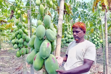 বাবু ও সুখী জাতের পেঁপে চাষে বাজিমাত