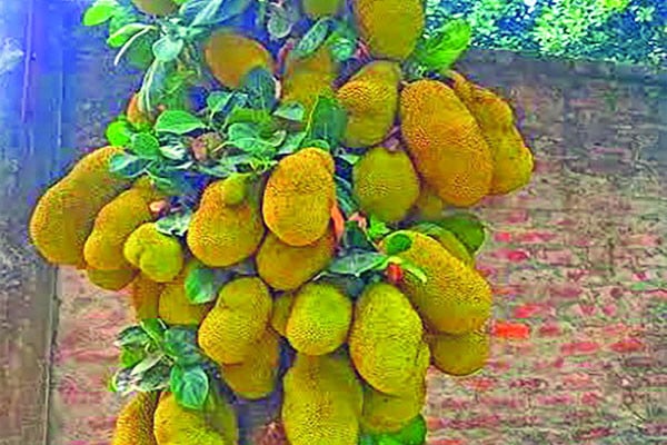 গাজীপুরের সুস্বাদু কাঁঠাল