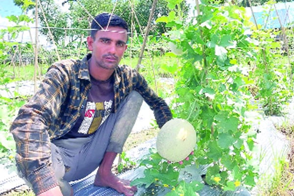 মরুর ফল সাম্মাম চাষে সাফল্য