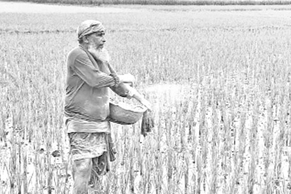 টিএসপি সারসংকটে বিপাকে কৃষক