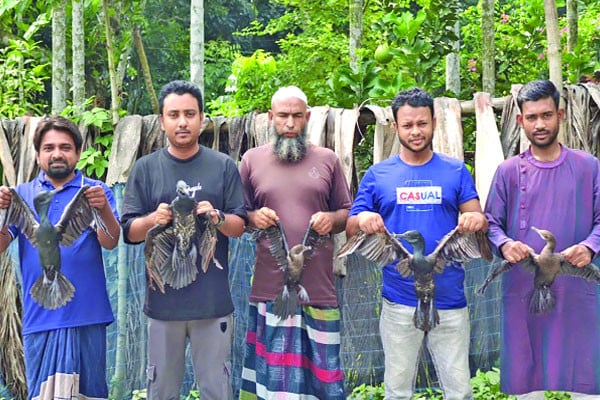 পানকৌরি মুক্ত আকাশে অবমুক্ত