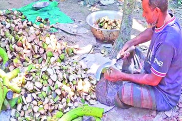 গবাদি পশুর খাদ্য চাহিদা মেটাচ্ছে কলার ঘাউর