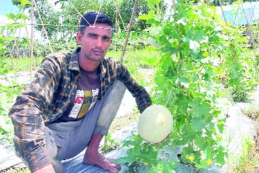 মরুর ফল সাম্মাম চাষে সাফল্য