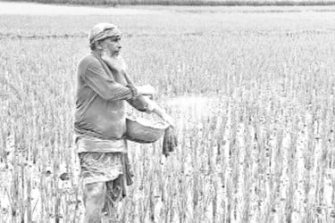 টিএসপি সারসংকটে বিপাকে কৃষক